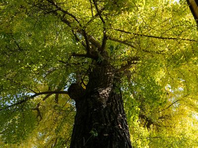 Green leaves of a plant reflecting soft sunlight
